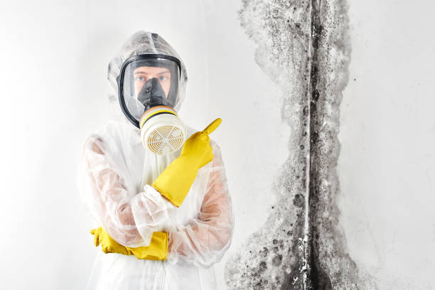 Best Commercial Mold Inspection  in Tenino, WA