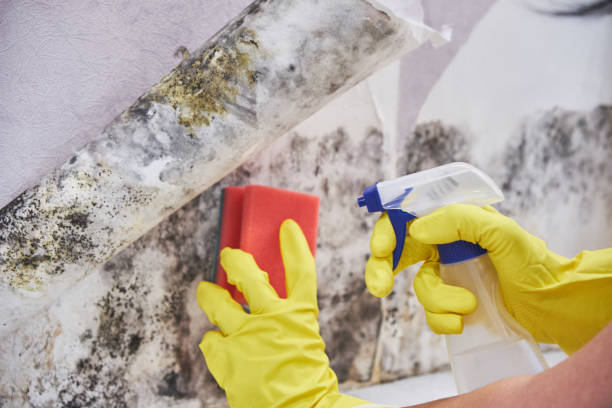 Biohazard Mold Removal in Tenino, WA